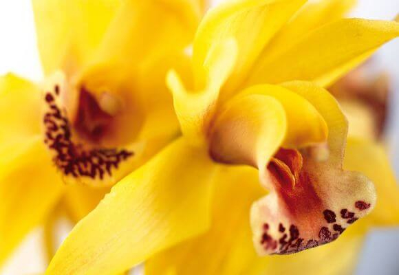 Nature___Flowers___Yellow_Orchid_043969_ (580x400, 155Kb)