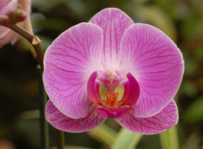 Orchid_X_Doritaenopsis_'Dorado'_Flower_2721px (700x514, 465Kb)