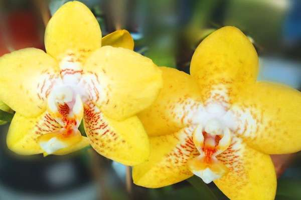 Pochemu-ne-cvetet-orhideja2 (600x400, 169Kb)