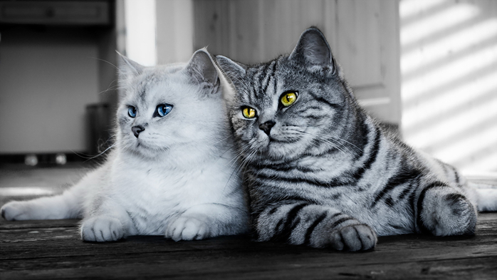 Cats_Two_Glance_441795_2048x1152 (700x393, 198Kb)