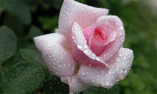 roza-v-rose (500x300, 96Kb)