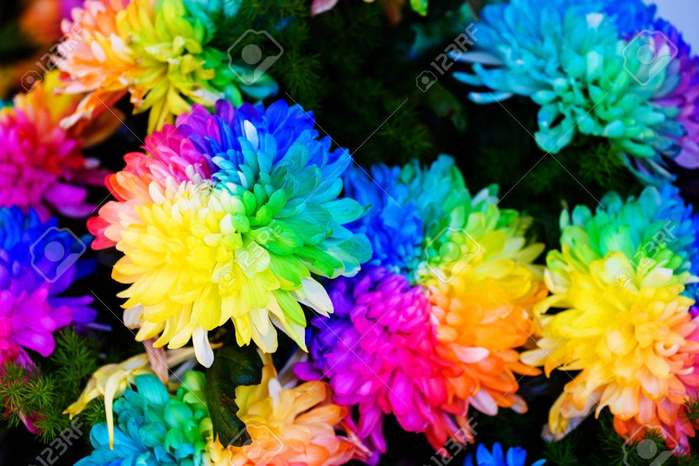 74110915-chrysanthème-rainbow-flowers-fond-texturé-fait-par-des-couleurs-solubles-dans-l-eau (700x466, 451Kb)