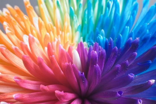 rainbow-flowers03 (550x366, 197Kb)