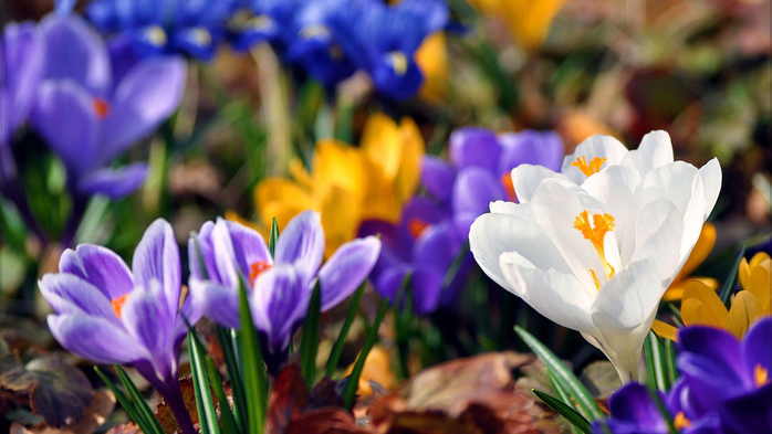 1578_crocus-flo (700x393, 320Kb)