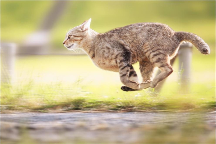 cats-cats-019 (700x466, 241Kb)