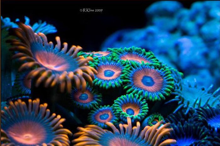 Кораллы (35 фото)/4897960_coral_05 (700x465, 56Kb)
