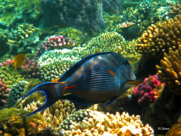 - - Acanthurus sohal (  /4897960_4504146_large (700x525, 289Kb)