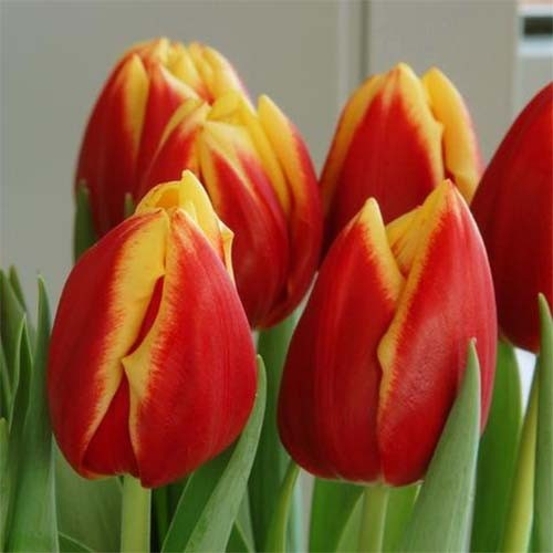 tulip-dow-jones-4 (500x500, 153Kb)