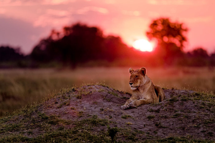 Автор фото Marja Schwartz (700x467, 75Kb)