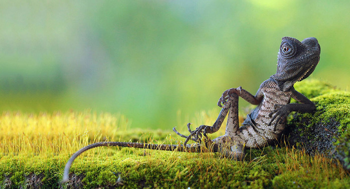 Автор фото Roni Hendrawan. (698x378, 110Kb)