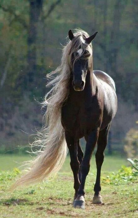Lovely dream horse.../4897960_2934421czs1437 (444x700, 50Kb)