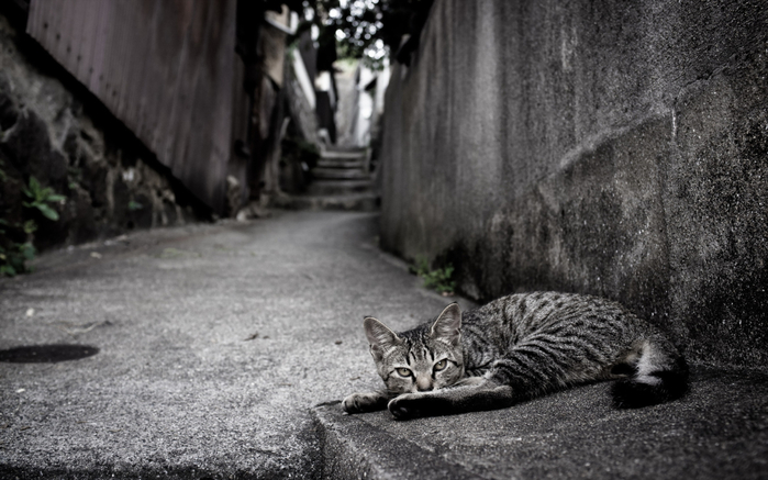 look.com.ua-137756 (700x437, 281Kb)