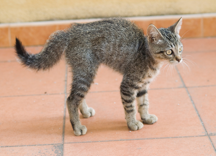 Scared-Cat-Get-Leashed-Magazine (700x505, 384Kb)