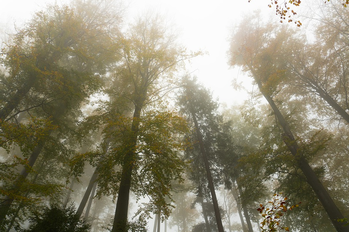 туманный лес 22 (700x466, 390Kb)