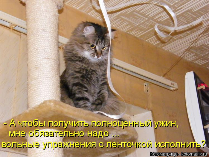 kotomatritsa_2m (700x524, 412Kb)