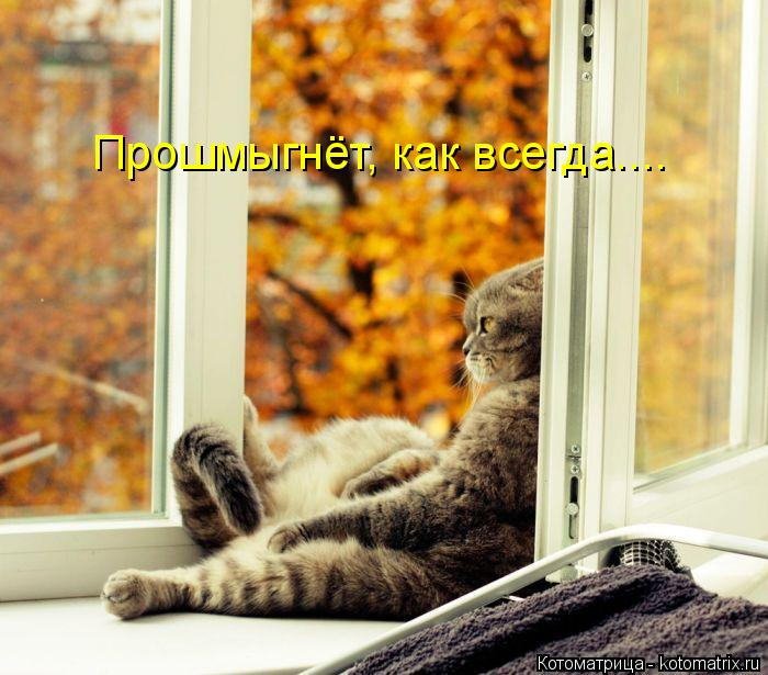 kotomatritsa_Dm (700x615, 320Kb)