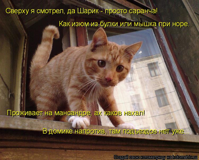 kotomatritsa_N (2) (700x563, 454Kb)