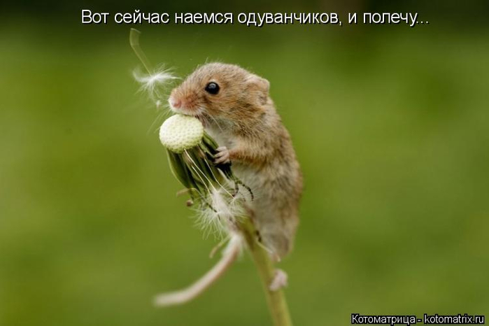 kotomatritsa_r (700x466, 162Kb)