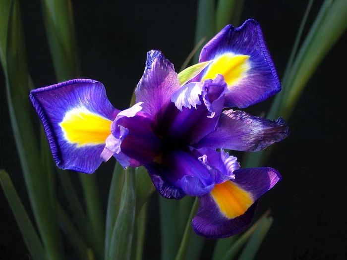 o-priobretenii-yaponskih-irisov (700x525, 267Kb)