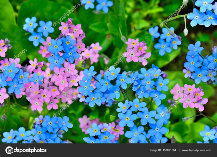 depositphotos_152091604-stock-photo-pink-and-blue-forget-me (700x507, 547Kb)