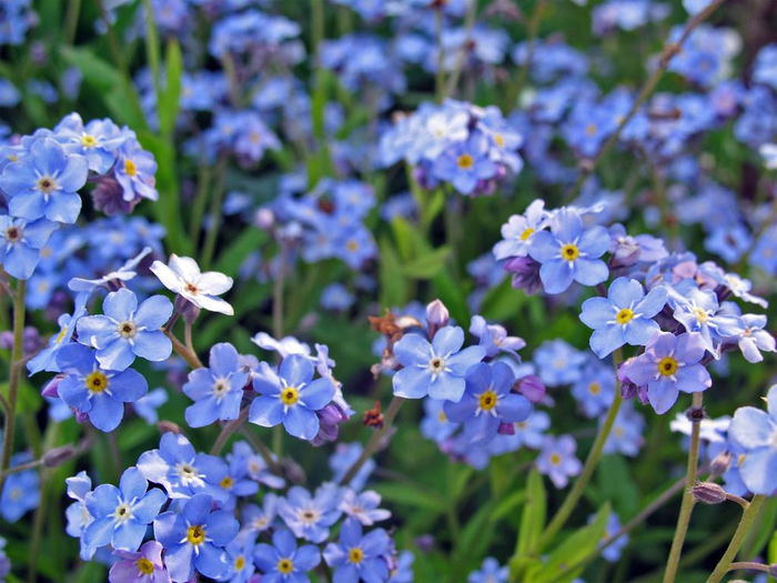 Myosotis1 (700x525, 427Kb)