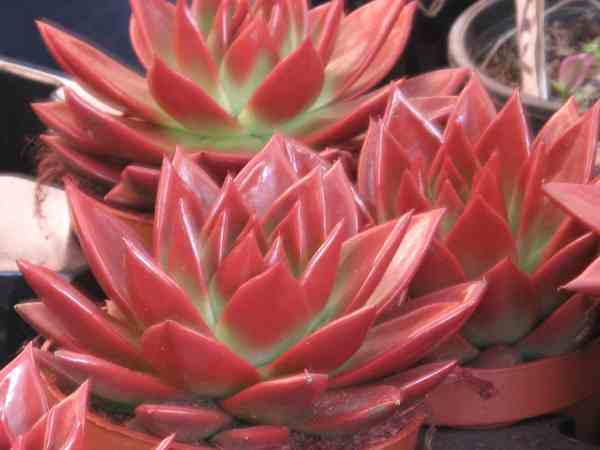 echeveria_agavoides_(red) (600x450, 183Kb)