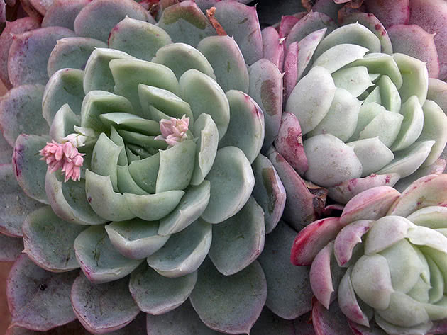 echeveria3h_elegans (630x473, 187Kb)