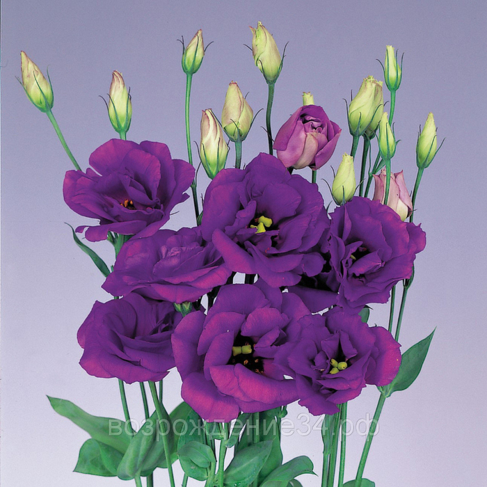 603910362_semena-tsvetov-eustoma (700x700, 519Kb)