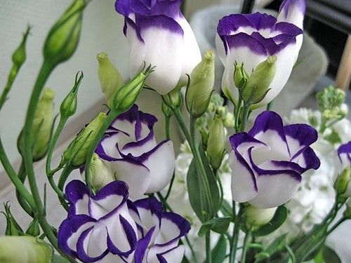 eustoma_3 (500x375, 183Kb)