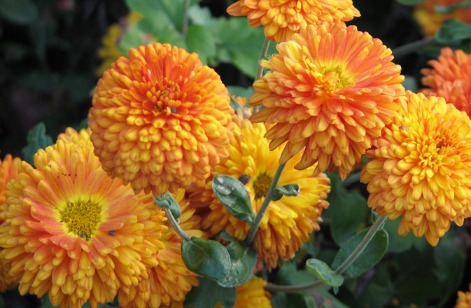 chrysanthemum-top (673x440, 269Kb)