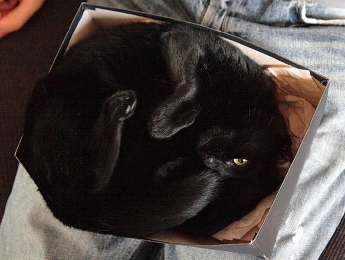 cat-sleeping-in-the-box-10 (700x528, 188Kb)