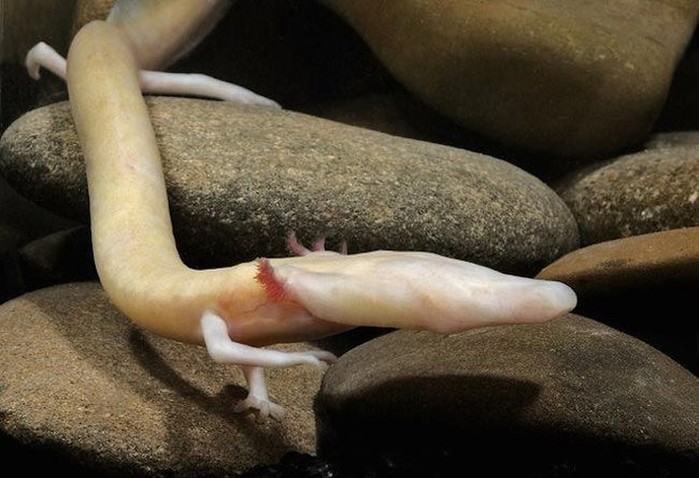 amazinganimals06 (700x478, 81Kb)