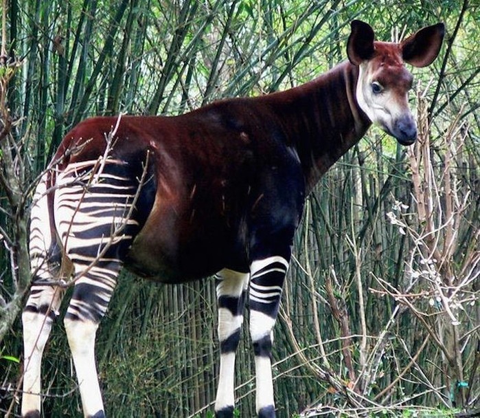 amazinganimals18 (700x608, 174Kb)