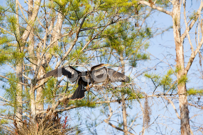 24700436-anhinga-in-the-everglades-national-park (660x440, 556Kb)