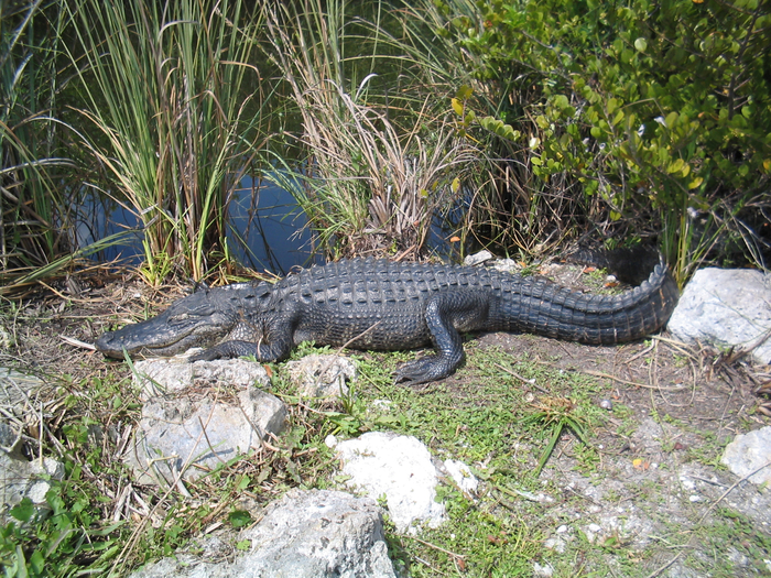 American_alligator_Everglades_National_Park_0024 (700x525, 634Kb)