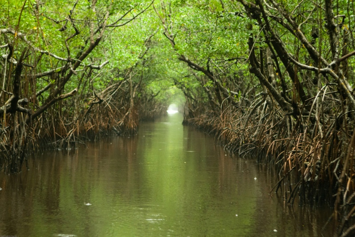 Everglades (10) (700x466, 430Kb)