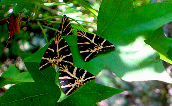 alt="  Valley of the Butterflies  "