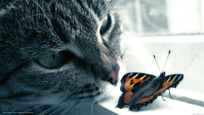 852bdbf1ee38e10040b775f312f5b45e--beautiful-butterflies-beautiful-cats (700x393, 273Kb)