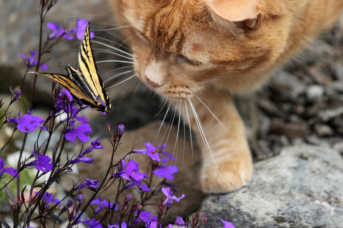 birthday-flowers-cat-butterfly-garden-JD-swallowtail-lobelia-bluelobelia-1070225 (700x466, 94Kb)