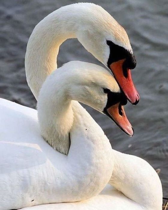 fullsize (2) (560x700, 48Kb)