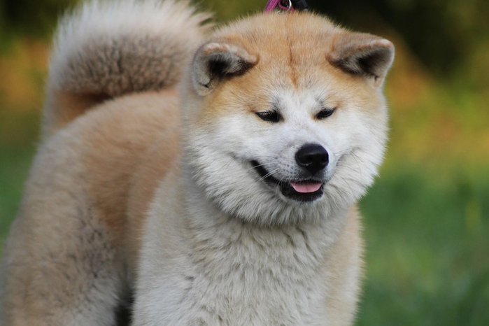 akita-inu-chien (700x466, 261Kb)