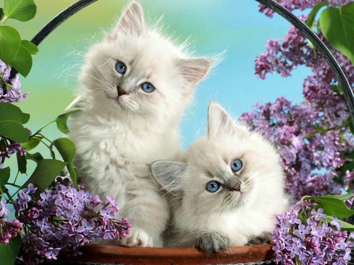 128973-felidae-cheetah-cats-kitten-cuteness-2048x1536 (700x525, 451Kb)