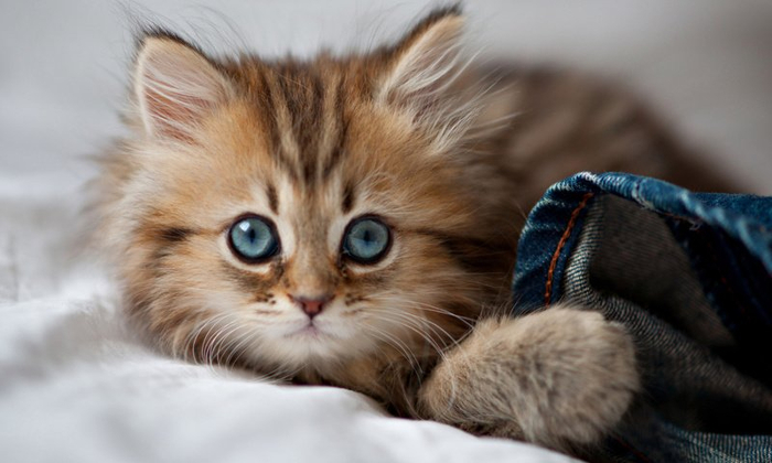 14932179335900b28d98f2c6.98496604 (700x420, 229Kb)