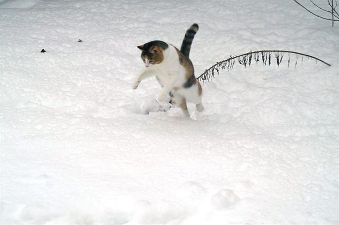 92182bb6kalisfirstsnow1__700 (700x464, 172Kb)