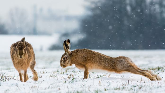 Hares_Snow_Two_Push-up_531425_2048x1152 (700x393, 256Kb)