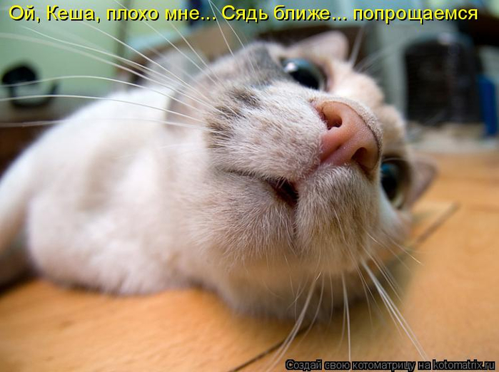 kotomatritsa_B (1) (700x522, 305Kb)