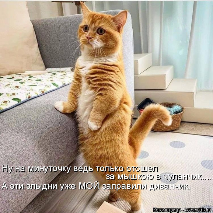 kotomatritsa_e (700x700, 484Kb)