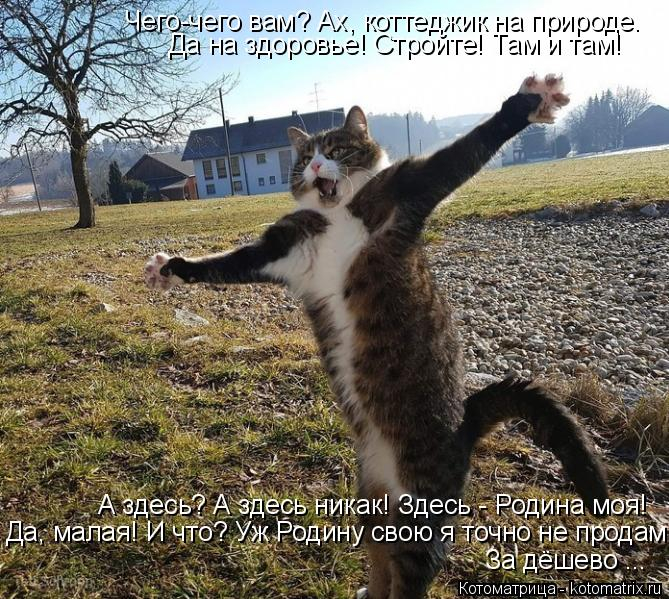 kotomatritsa_F (669x599, 396Kb)