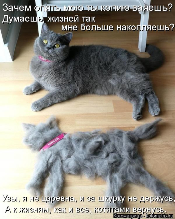 kotomatritsa_R_ (560x700, 358Kb)