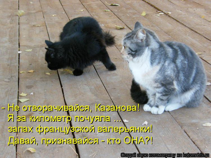 kotomatritsa_y (700x524, 418Kb)